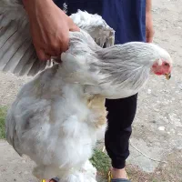 مرغ و خروس برهما اصیل