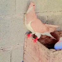 کبوتر شیرازی|پرنده|شادگان, |دیوار