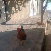 خروس|حیوانات مزرعه|فامنین, |دیوار