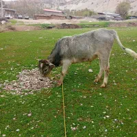 گوساله نر وزن تقریبا 170کیلو قیمت 95