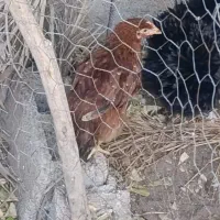 دو مرغ و تعدادی جوجه|حیوانات مزرعه|آبپخش, |دیوار