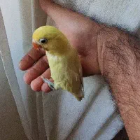 جوجه نرمه خور طوطی کوتوله برزیلی پاربلو|پرنده|صدرا-فارس, فاز ۱|دیوار