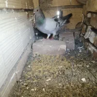 جفت المانی
