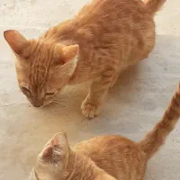 سه بچه گربه ملوس ماده نارنجی یک ششم قیمت ۳میلیون