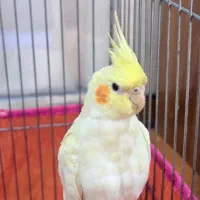 عروس هلندی با قفس