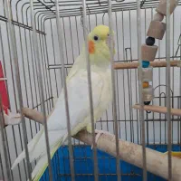 عروس هلندی|پرنده|باسمنج, |دیوار