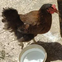 مرغ تخم گذار