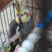 یک جفت عروس هلندی مولد