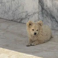 دوتوله چهار ماه