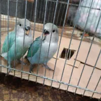 کوتوله های سرلاکی