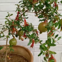 درختچه تزیینی انار مینیاتوری طبیعی|گل و گیاه طبیعی|شاهین‌شهر, بنیاد ازدواج|دیوار