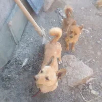 سگ پامر