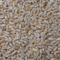 مقدار ۲ تن گندم سیوان آبی
