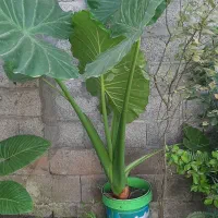 بابا آدم گلدانی