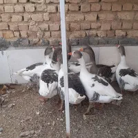 ۷عدد غاز|حیوانات مزرعه|جاپلق, |دیوار