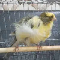 قناری فر سوپر