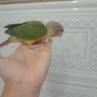 جوجه گرینچیک آناناس دبل رد