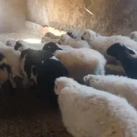 ۱۵ راس بره یکدست سبک وزن هنوز دارن شیر میخورند|حیوانات مزرعه|شهر بابک, |دیوار