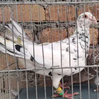 کبوتر دورگه
