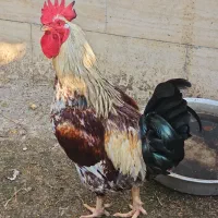 خروس محلی زیبا