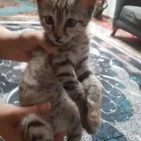 گربه|گربه|زابل, |دیوار