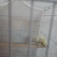 عروس هلندی|پرنده|لنجان, |دیوار