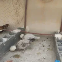 مرغ و خروس لهستانی|حیوانات مزرعه|فراشبند, |دیوار