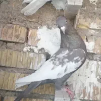 کبوتر یا کفتر|پرنده|مرودشت, ابوذر شمالی|دیوار