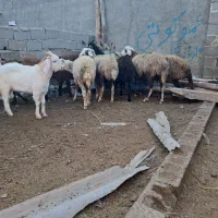 بره گوسفند|حیوانات مزرعه|رامیان, |دیوار