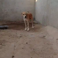 سگ دزدیده شده