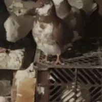 کبوتر فراری