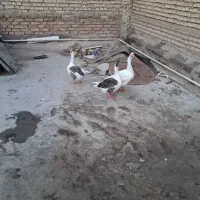 غاز