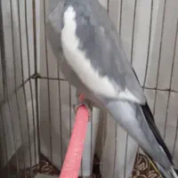 عروس هلندی جفت