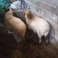 بره گوسفند نر