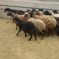 بره ماده مهربان وشالی وافشار|حیوانات مزرعه|سلفچگان, |دیوار