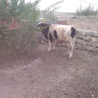 گاو گوساله نر|حیوانات مزرعه|آبش احمد, |دیوار