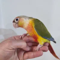 گرینچیک آناناسی|پرنده|مشهد, هنرستان|دیوار