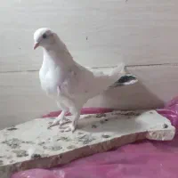 کبوتر نشون دار