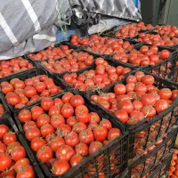 پخش تره بار مستقیم رستورانی(تمام تهران)