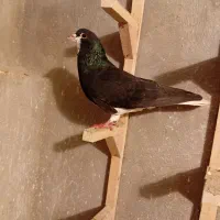 کبوتر