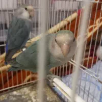 کوتوله خوش رنگ