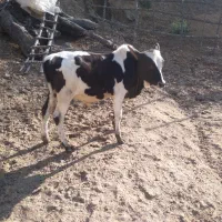 گاو با گوساله محلی|حیوانات مزرعه|توتکابن, |دیوار