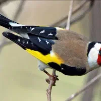 پرنده سهره یا قناری