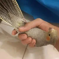 ۵عدد عروس هلندی دستی و ریزه خون|پرنده|شاهینشهر, گزبرخوار|دیوار