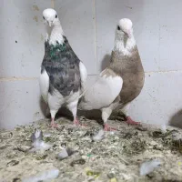 یه جفت کبوتر  طوقی نرو ماده|پرنده|سنندج, |دیوار