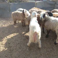 فروش گوسفند