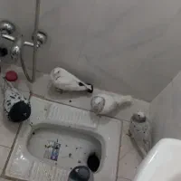 کبوتر|پرنده|ملکآباد, |دیوار