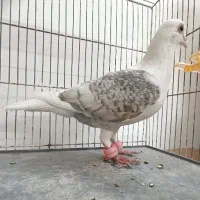 کبوتر پشت گراف ماده کفتر