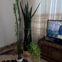گل و گلدان طبیعی
