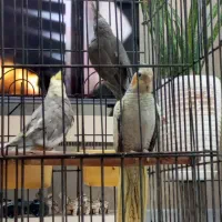 عروس هلندی|پرنده|ری, منصوریه منگل|دیوار